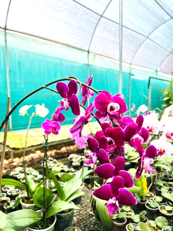 Orquideario.2